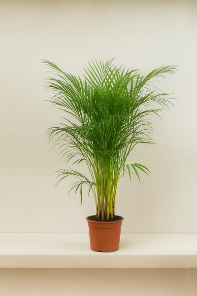 Areca Palm (Chrysalidocarpus Lutescens)
