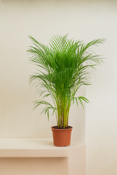 Areca Palm (Chrysalidocarpus Lutescens)