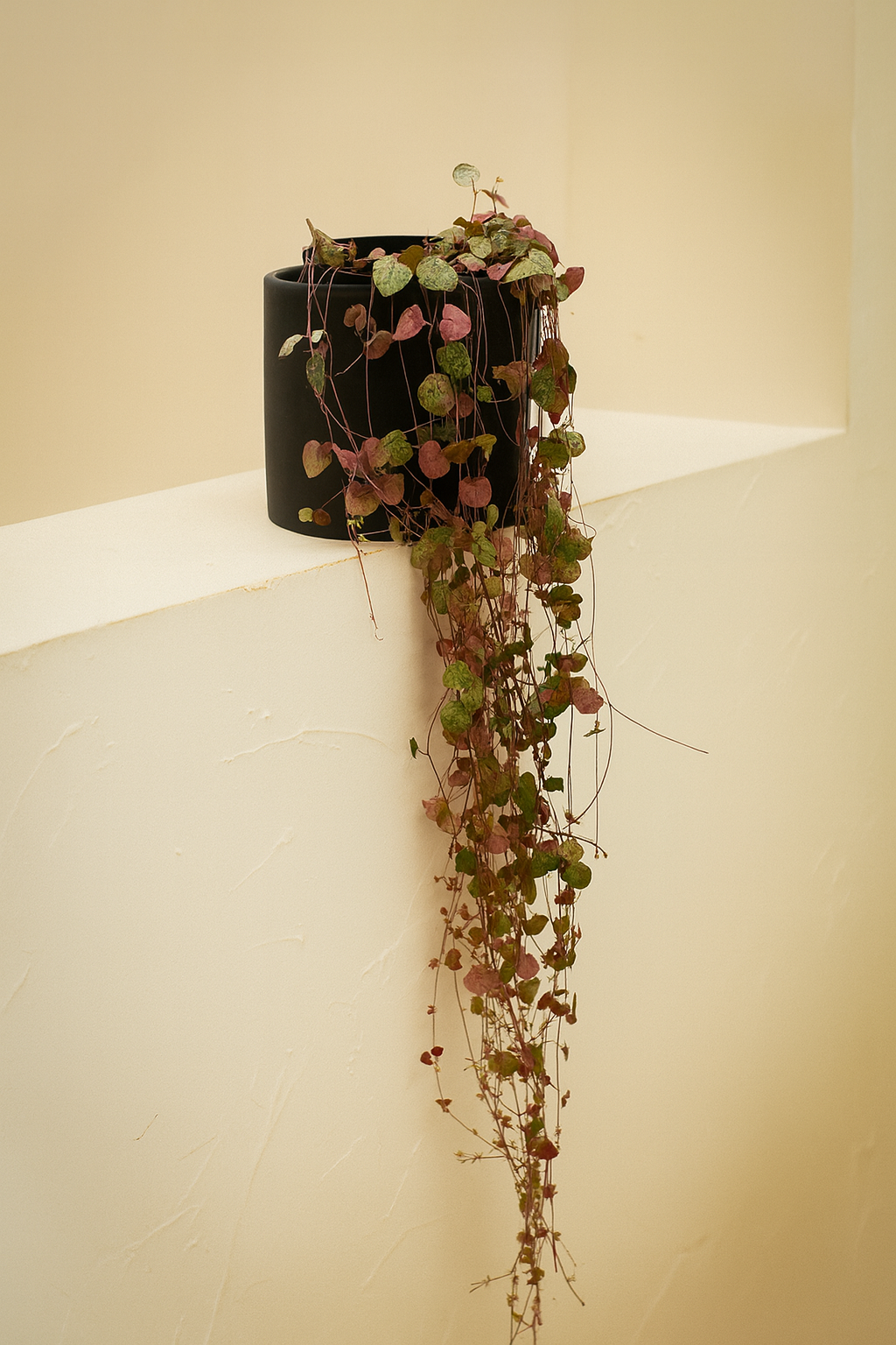 String of Hearts (Ceropegia Woodii)