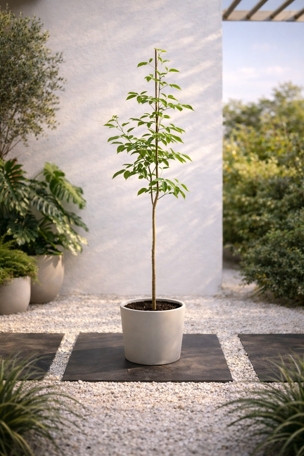 Council Tree (Ficus Altissima) – ACACIA LANDSCAPING LLC