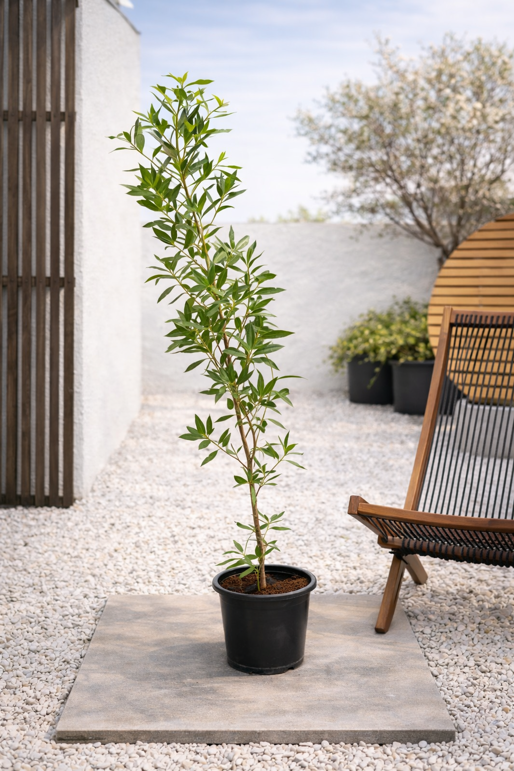 Damas (Conocarpus Erectus) – ACACIA LANDSCAPING LLC