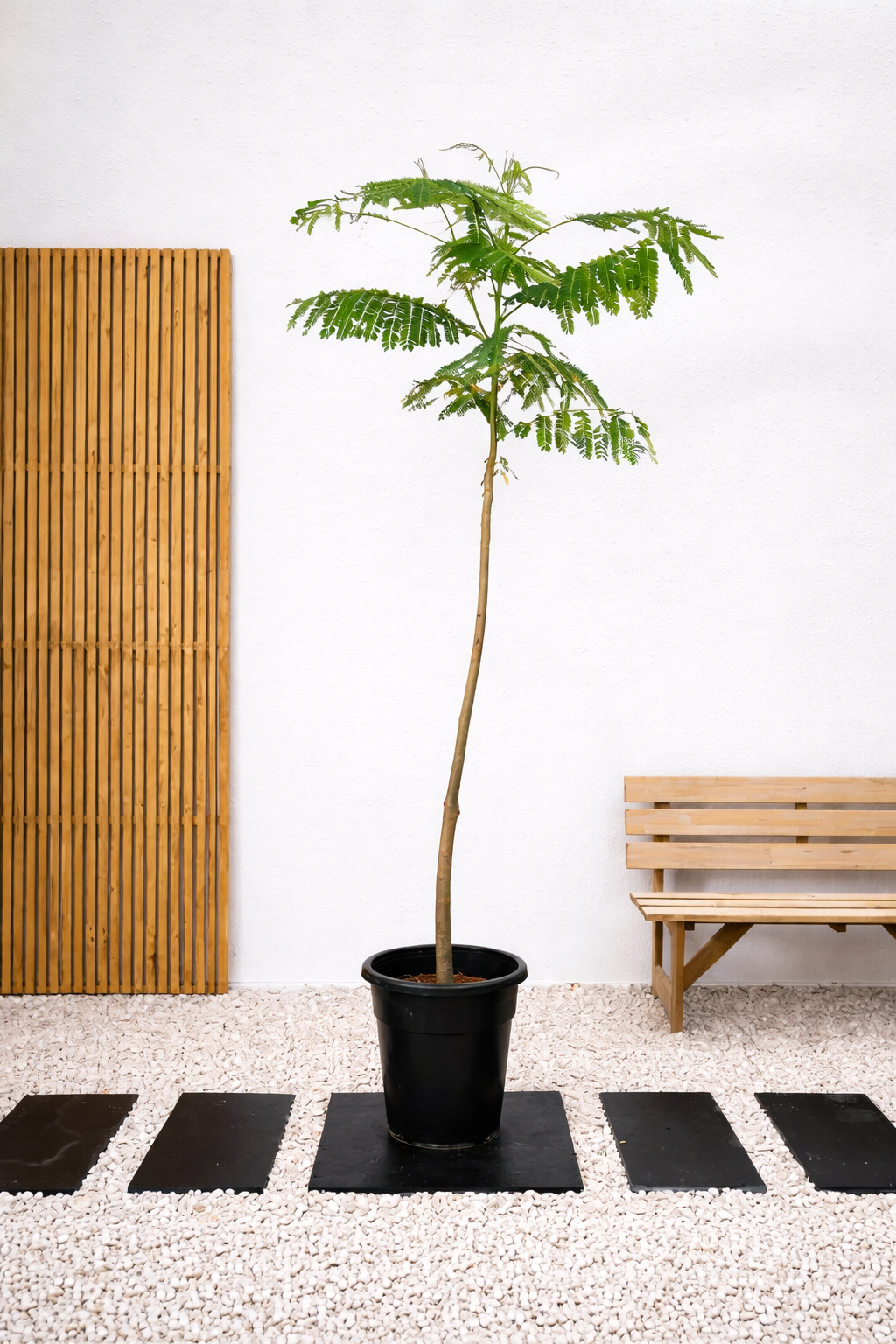 Flame Tree (Delonix Regia) – ACACIA LANDSCAPING LLC