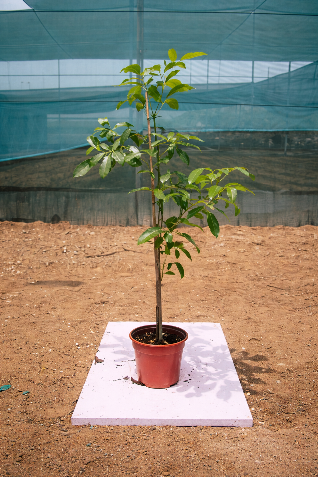 Tabocia Rocia Tree Rosy Trumpet Tree (Tabebuia Rosea) – ACACIA LANDSCAPING LLC